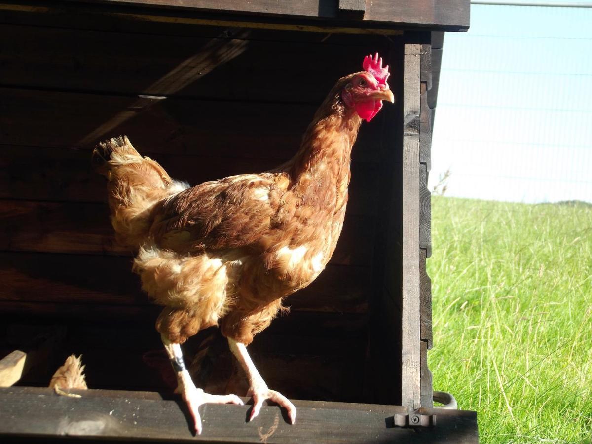 Deepaller Farm Tiverton  Esterno foto